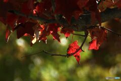 秋色のプラタナス