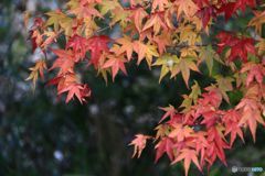 秋　もみじの紅葉