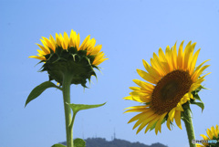 あっち向いて　ほい！