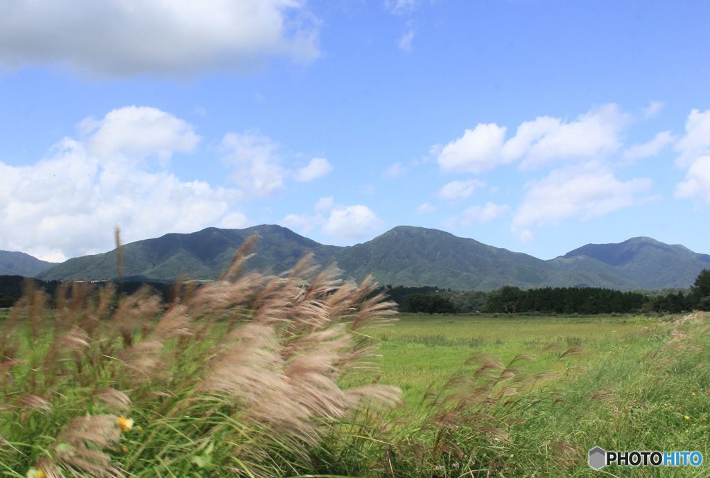 初秋の頃　　　すすきと蒜山三座