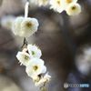 しだれの白梅