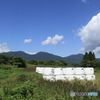 初秋の頃　　牧草ロールと蒜山三座