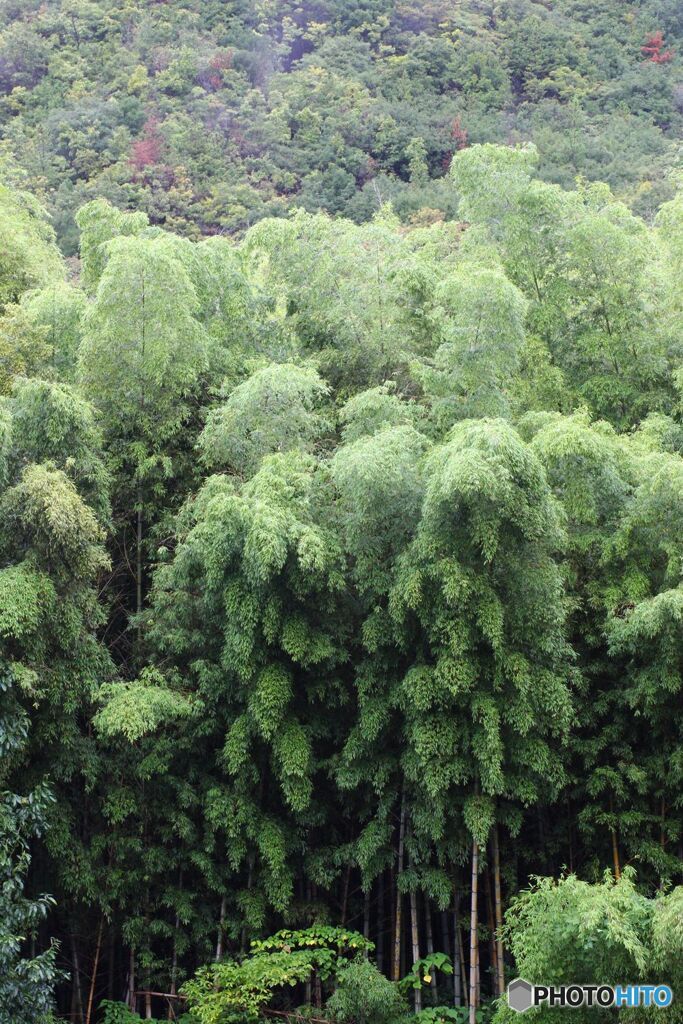 竹林