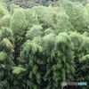 竹林