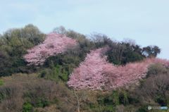 山桜