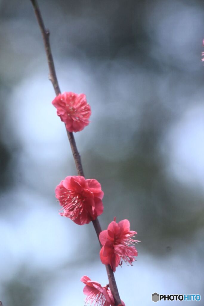 残り花