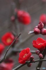 木瓜の花  み~つけた