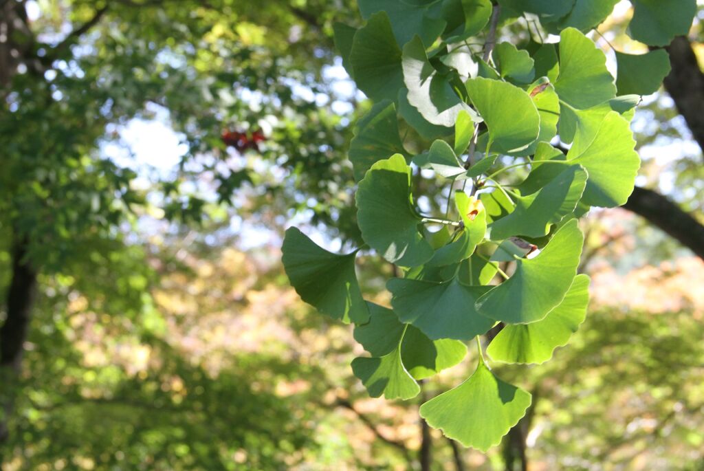 色変わりのまだのイチョウ