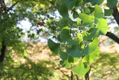 色変わりのまだのイチョウ