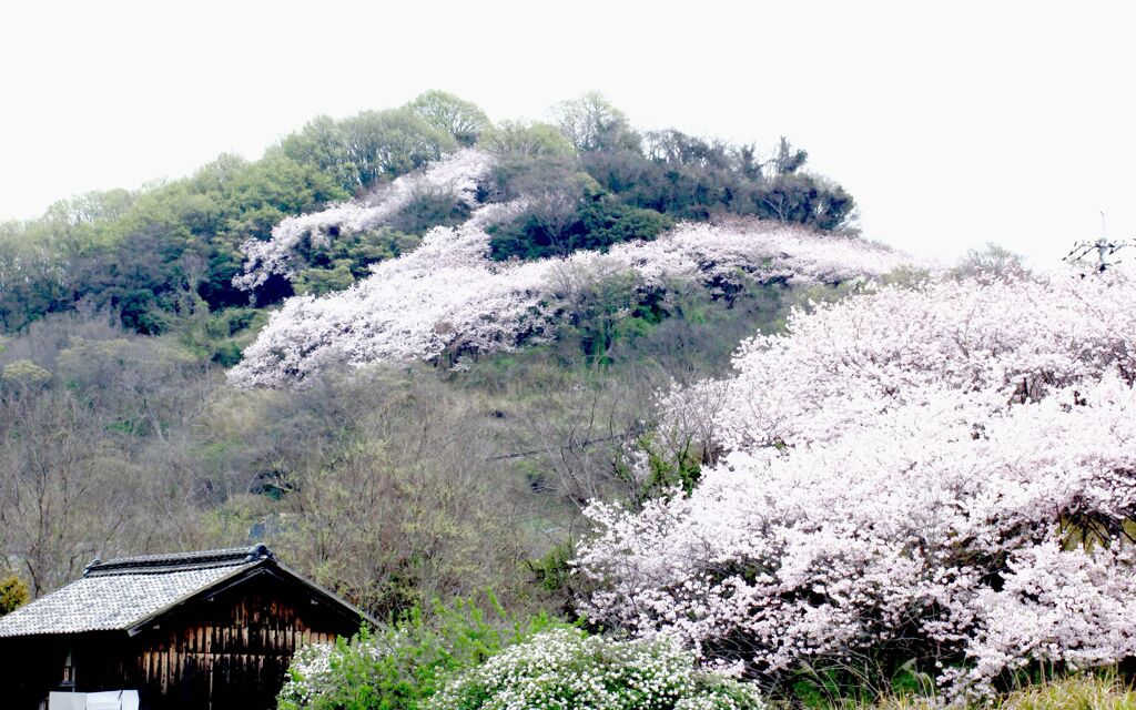 山桜　ソメイヨシノ