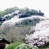 山桜　ソメイヨシノ