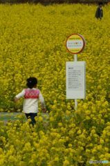 急げ！　菜の花バスが来る