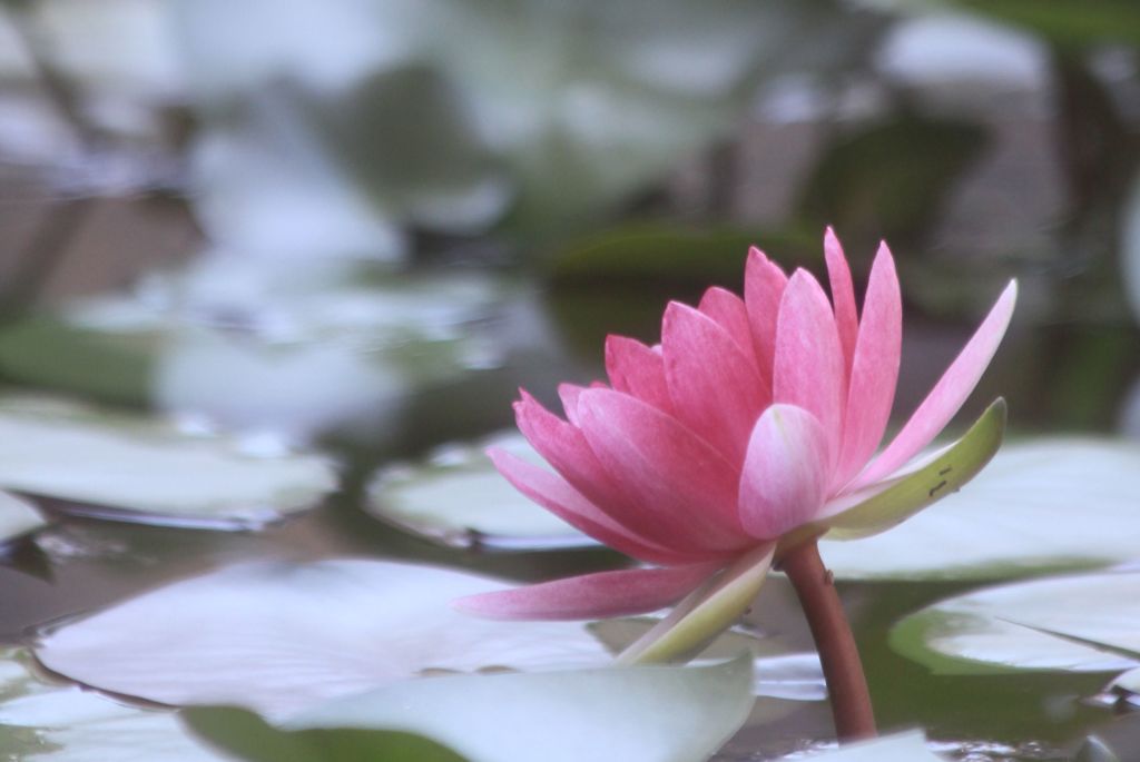 夏の終わりが見えるとき　スイレン
