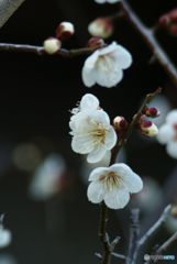 一昨年の写真から　白梅　3花