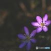 春待花