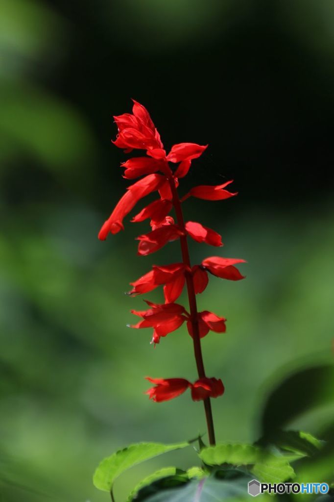 いつもいつも思～ってた・・・