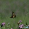 天空の花園を飛ぶアゲハ