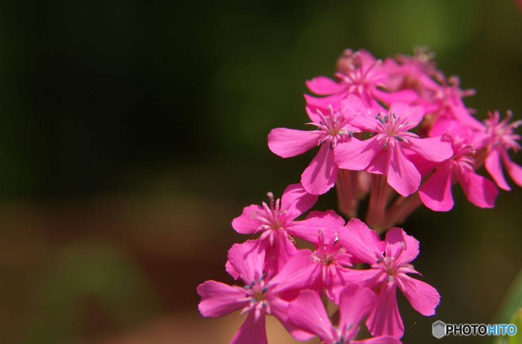 おもいきり花弁を広げて