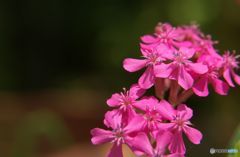 おもいきり花弁を広げて