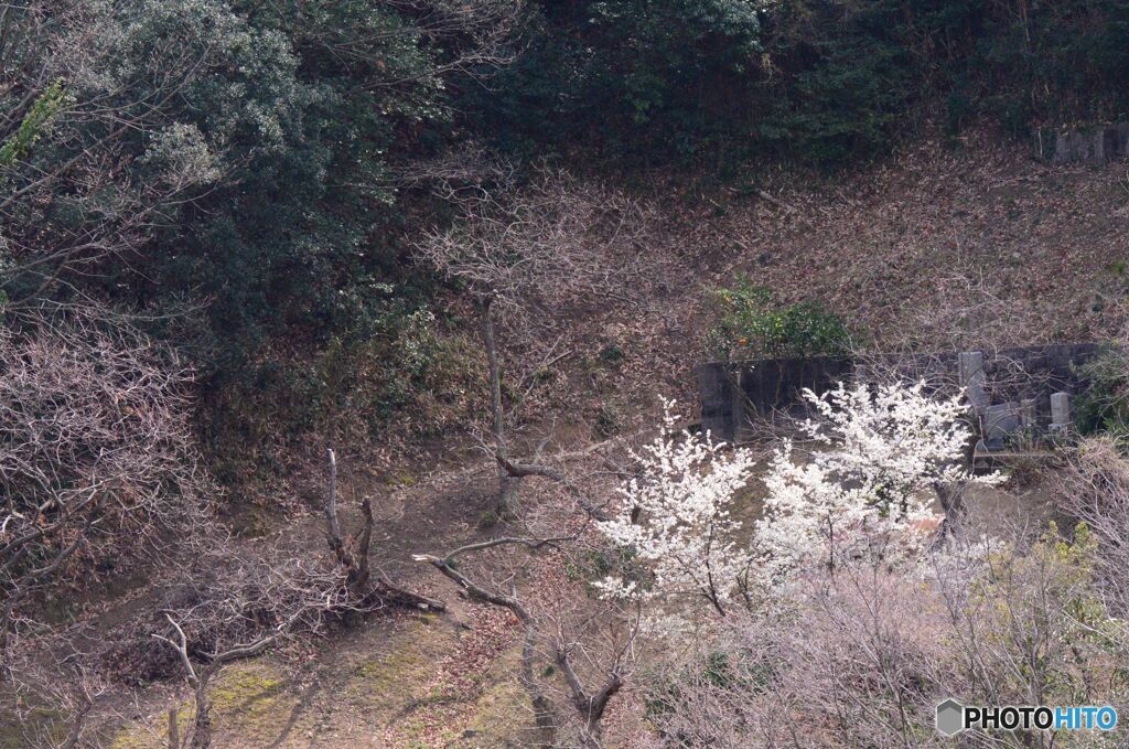 梅？ヤマザクラ？