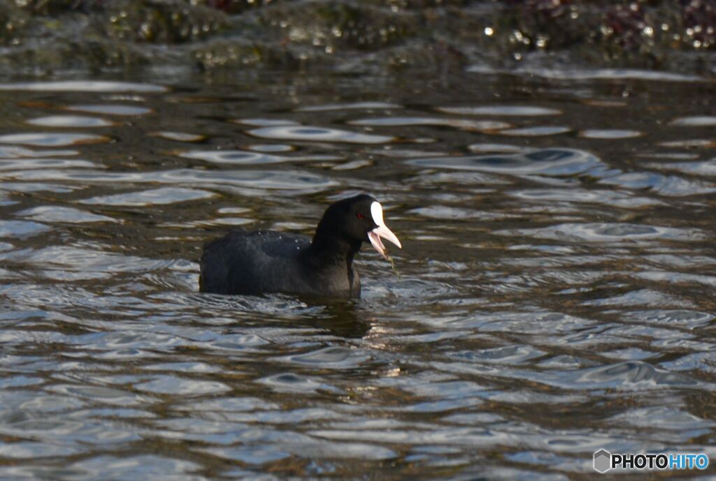 俺はオオバンだ