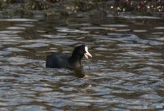 俺はオオバンだ