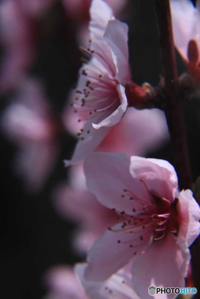 桃の花