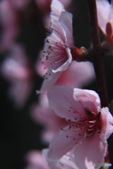 桃の花