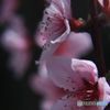 桃の花