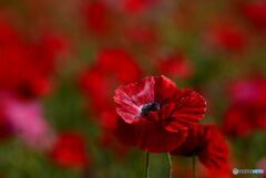 赤いポピー 赤いポピー