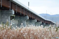 川岸のカヤの穂と橋
