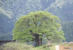 　　追憶　　新緑の醍醐桜