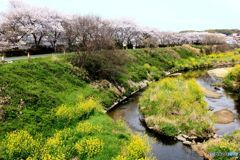 川・堤防の桜と菜の花