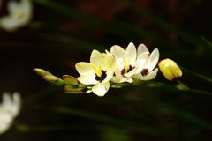 　名も知らぬ花