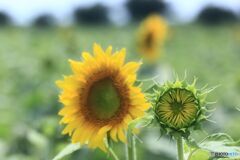 あとを追う　ひまわり