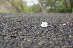 道に落ちた桜の花