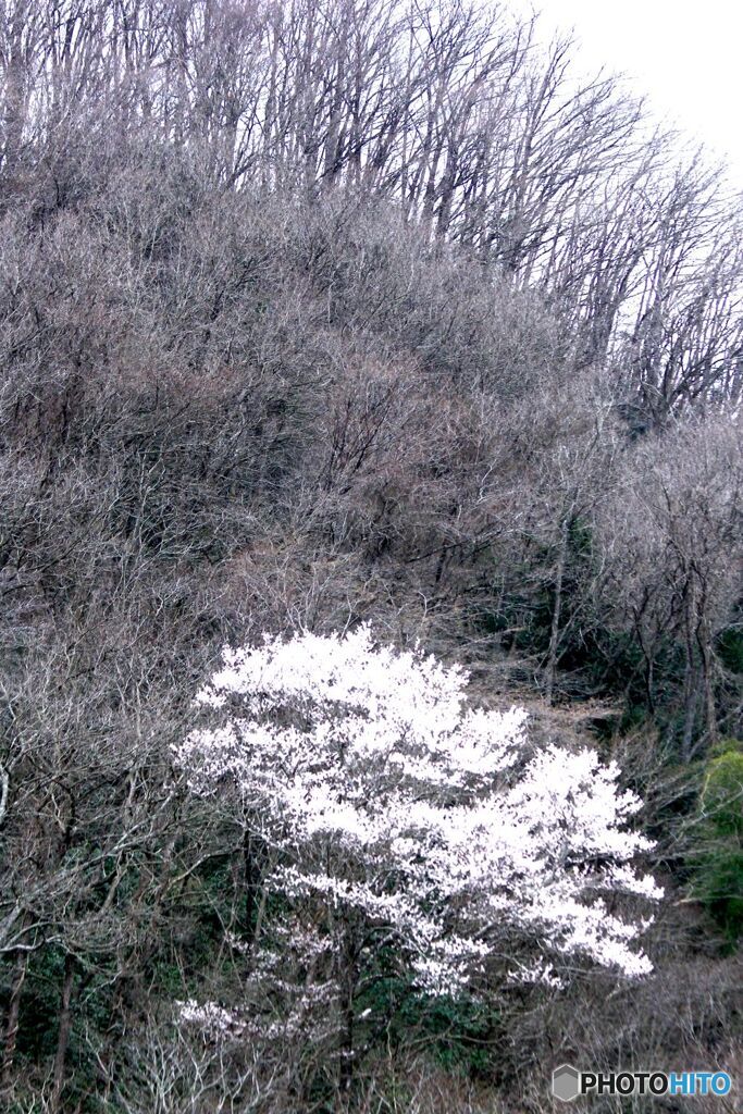 ヤマザクラ