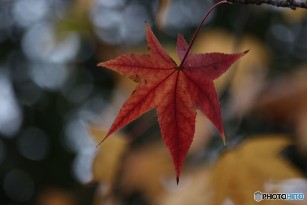 See The Leaf Again
