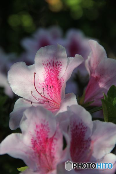 古い写真から　　ツツジに淡い光が当たる