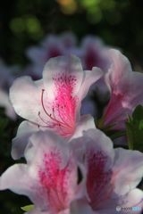 古い写真から　　ツツジに淡い光が当たる