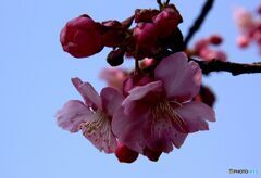 河畔の河津桜