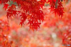 雨上がりの紅葉