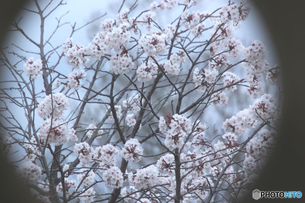 烏城　狭間からの　サクラ