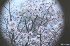 烏城　狭間からの　サクラ