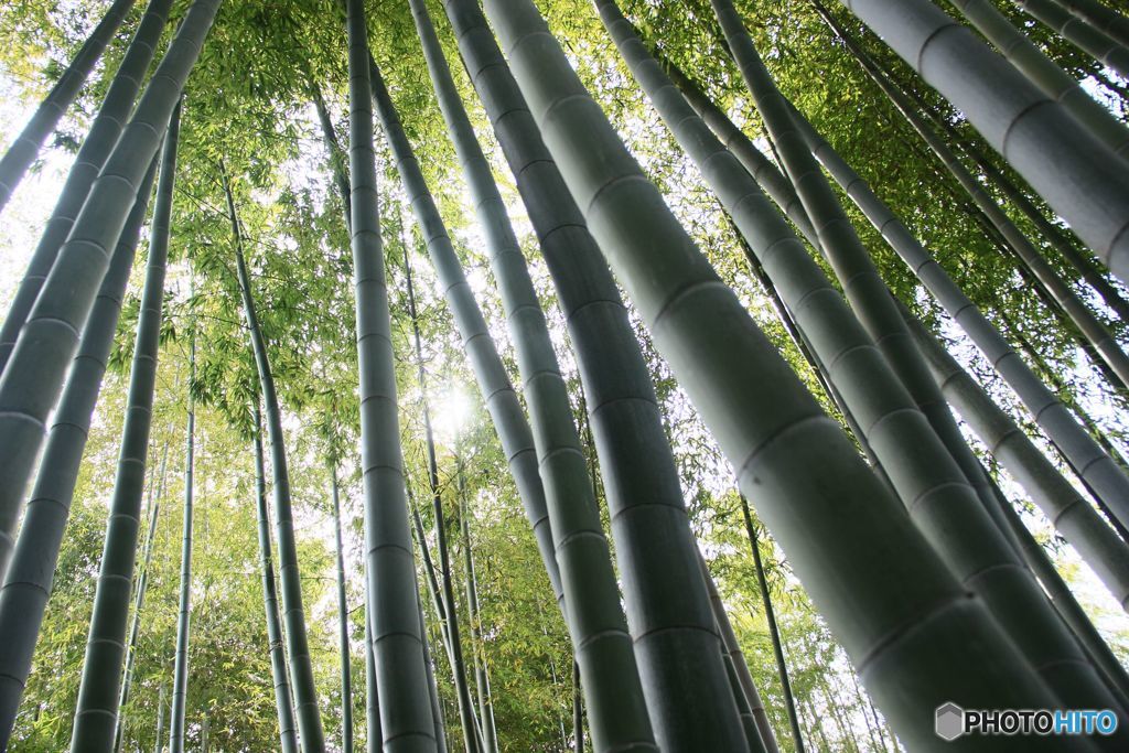 竹