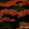 紅葉模様