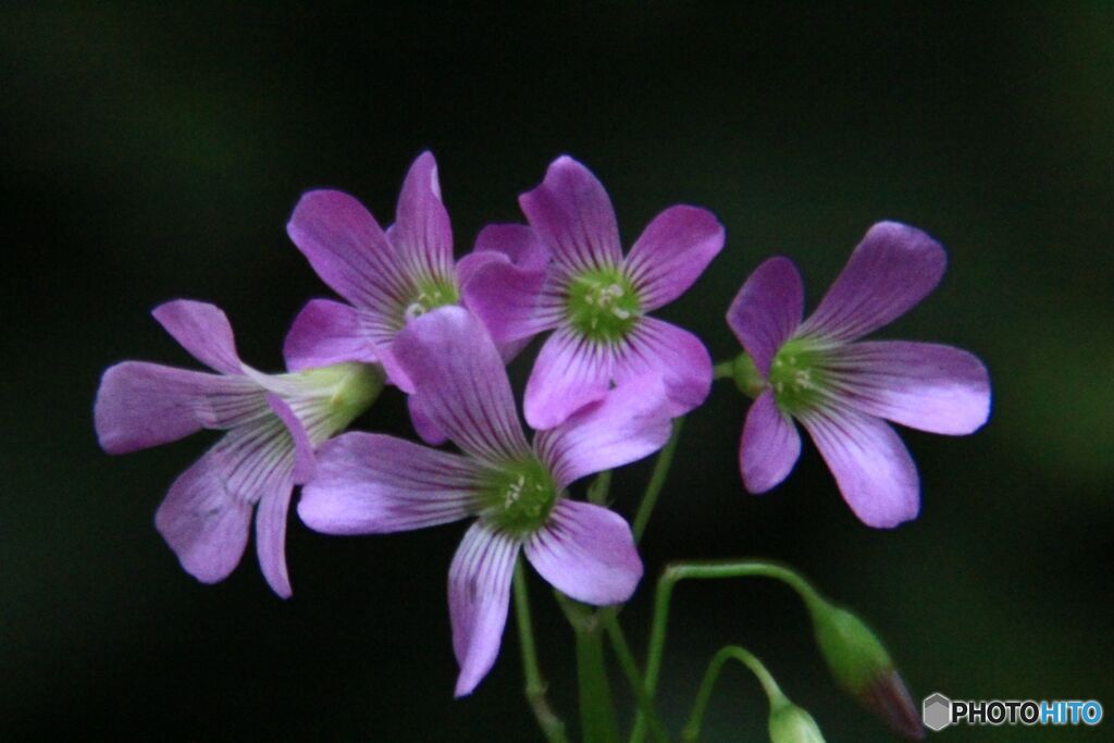 五つの花