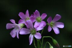 五つの花