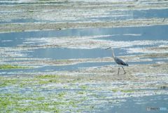 アオサギ　引き潮の海岸で