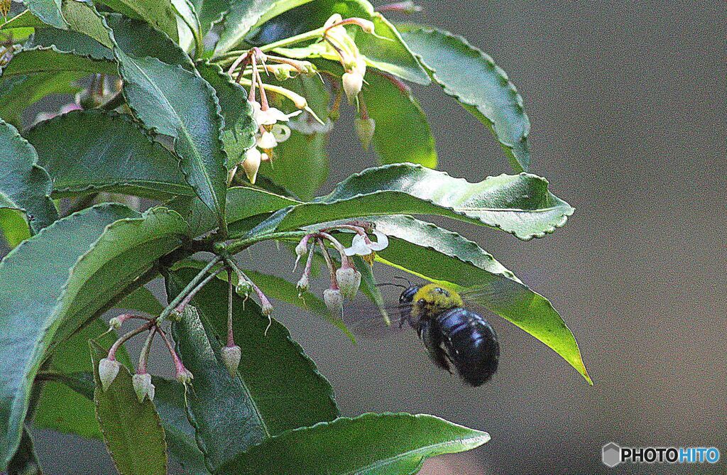 夏の記憶　７月　熊蜂働く